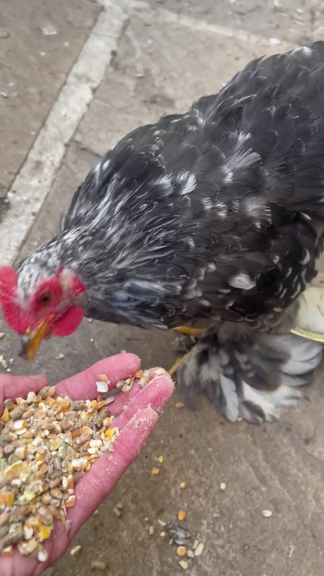 Chickens poultry for sale: Hen, POL Hens, Cockerels and chicks - Video 1