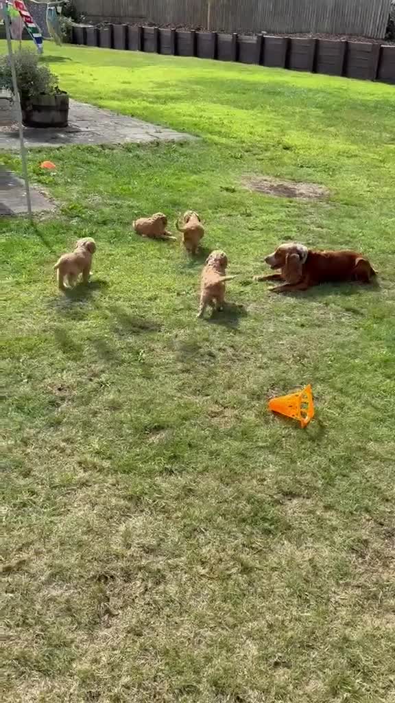 Cockapoo dogs for sale: Cockapoo Puppy - one chunky boy left 🐾 - Video 1