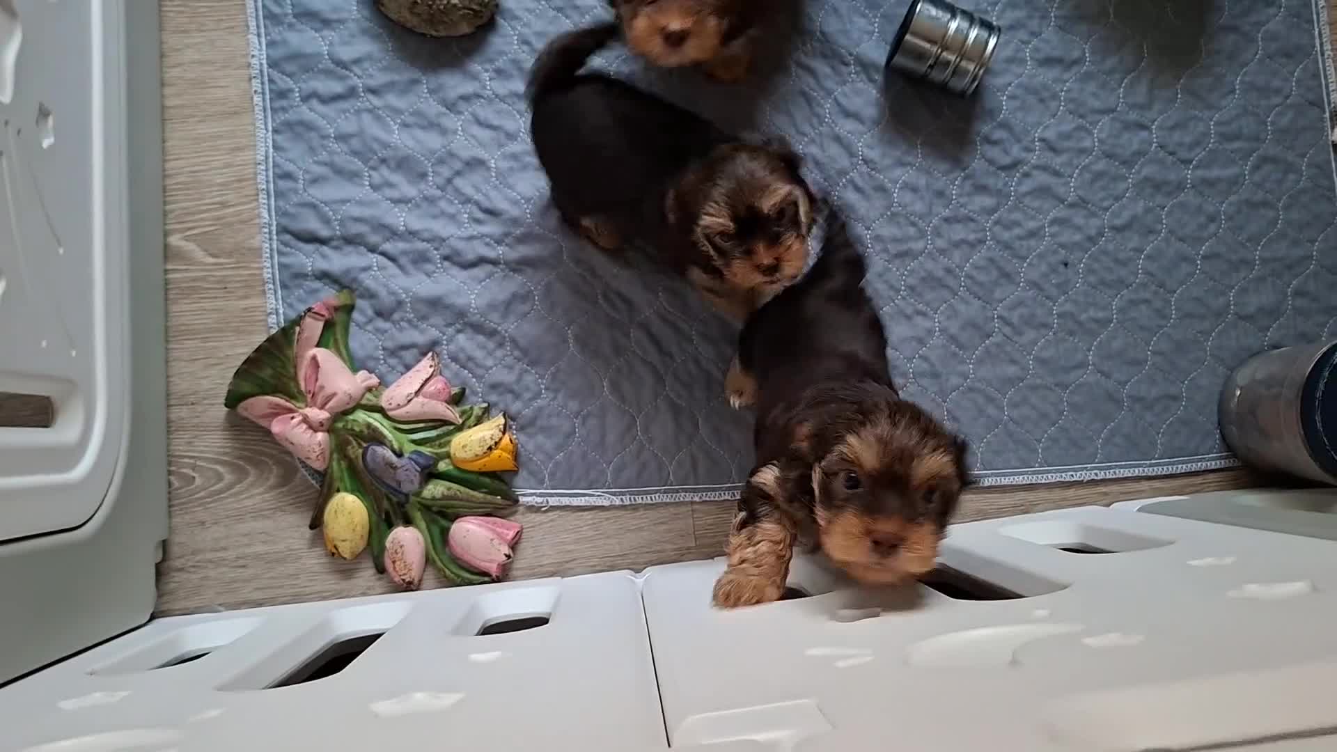 Yorkshire Terrier dogs for sale: Chocolate brown should territ - Video 1