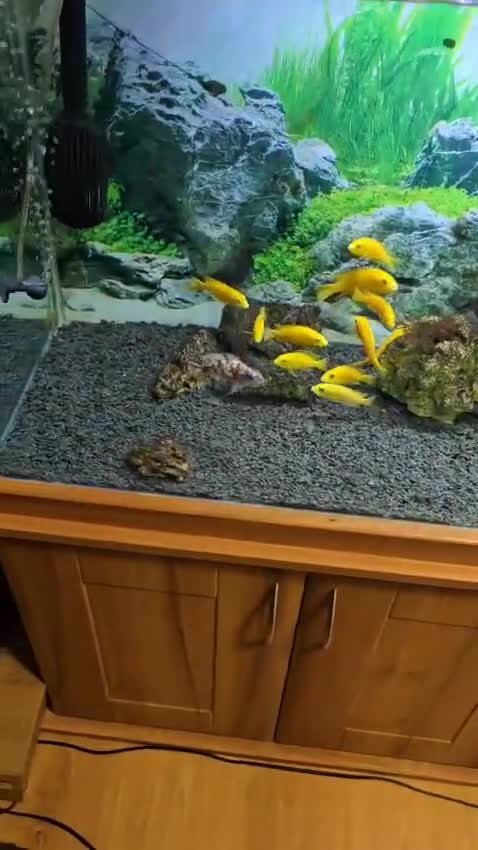 Other/Mixed Breed fish for sale: Tropical fish  - Video 1
