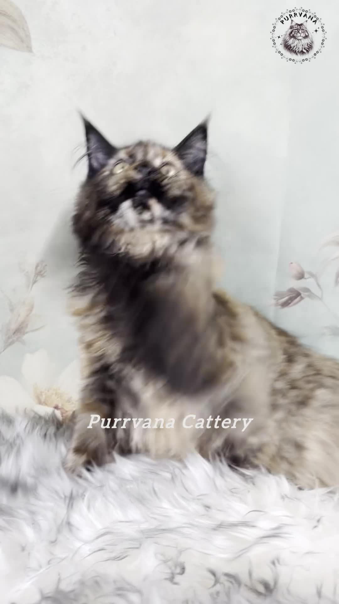 Maine Coon cats for sale: TICA registration Maine coon kittens READY NOW - Video 1