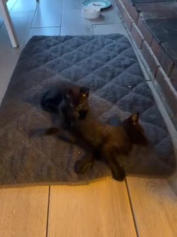Maine Coon cats for sale: 1 black male kitten left  - Video 1