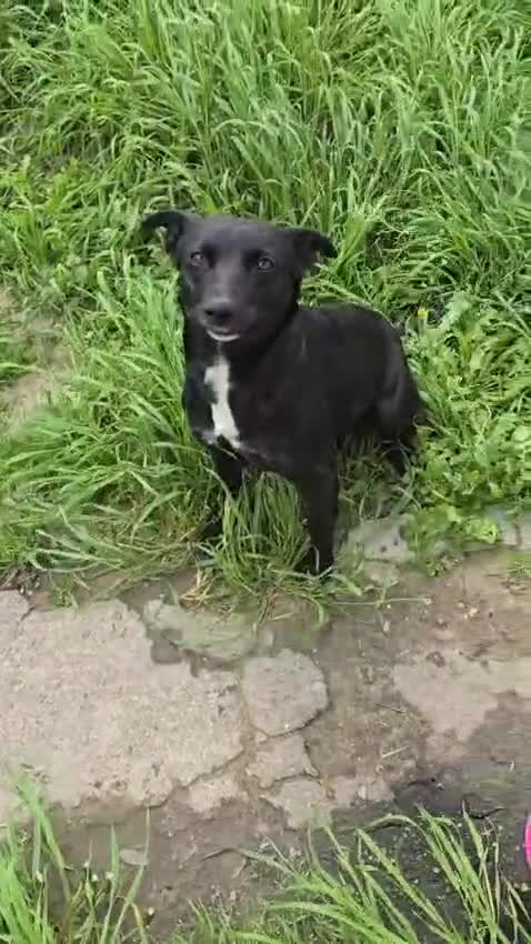 Mixed Breed dogs for adoption: MASHA -  a superb little girl, for a Loving Home - Video 1