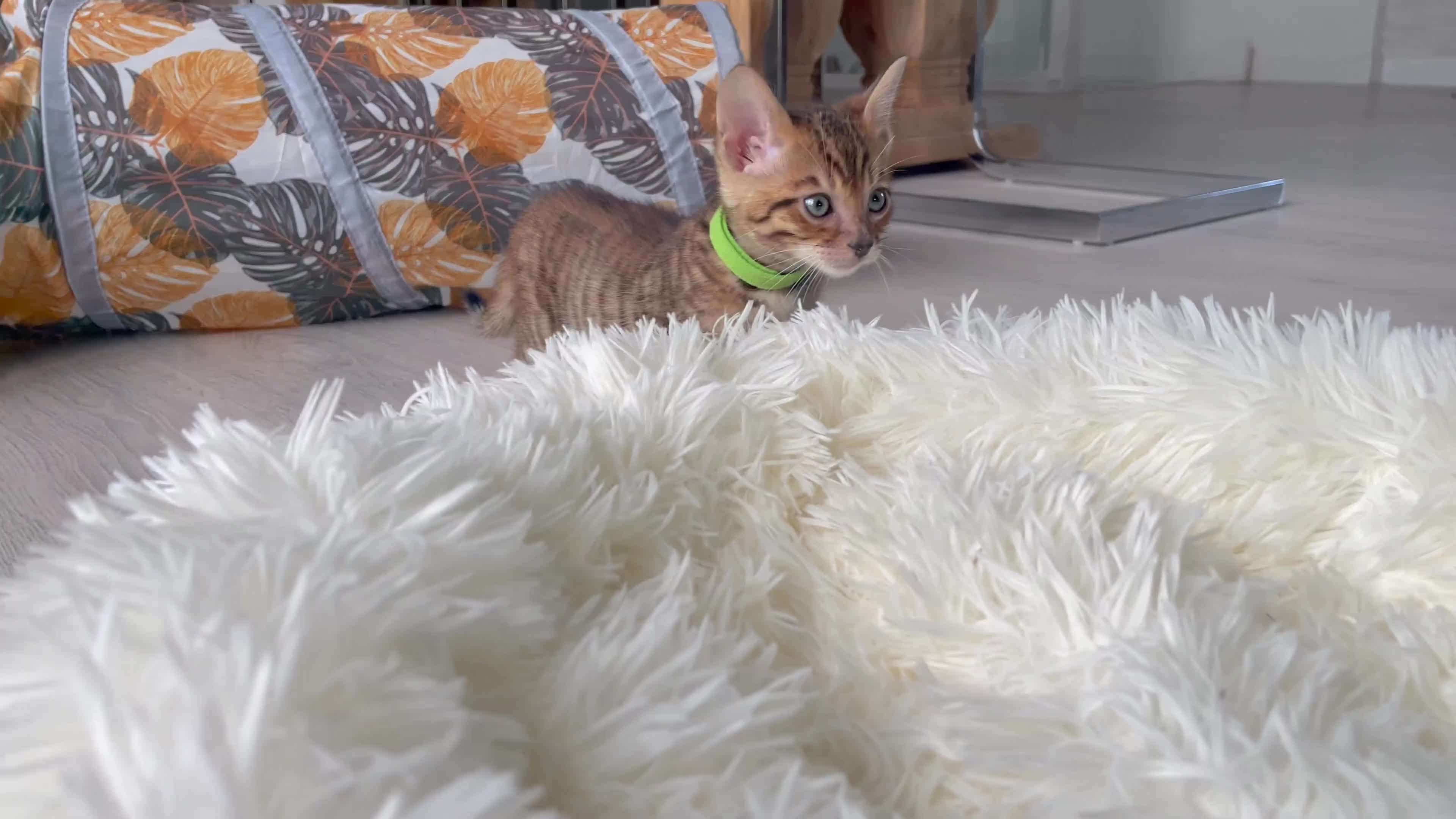 Toyger cats for sale: Full Pedigree Toyger Kittens Last Litter of 2025 - Video 2