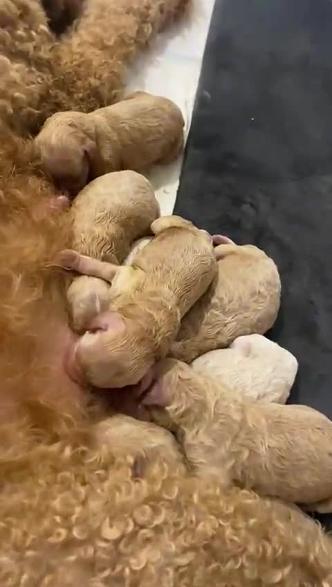 Toy Poodle dogs for stud: Quinn Red & white Toy Poodle for Stud ONLY. in Northampton - Video 1