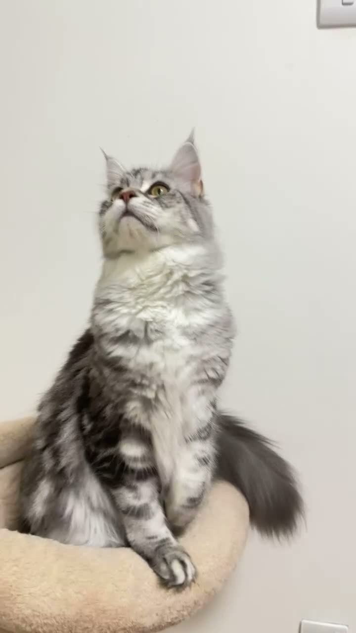 Maine Coon cats for sale: Beautiful TICA-Registered Female Maine Coons Ready - Video 2