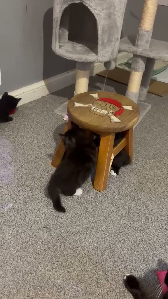 Mixed Breed cats for sale: Beautiful Persian Kittens - Video 2