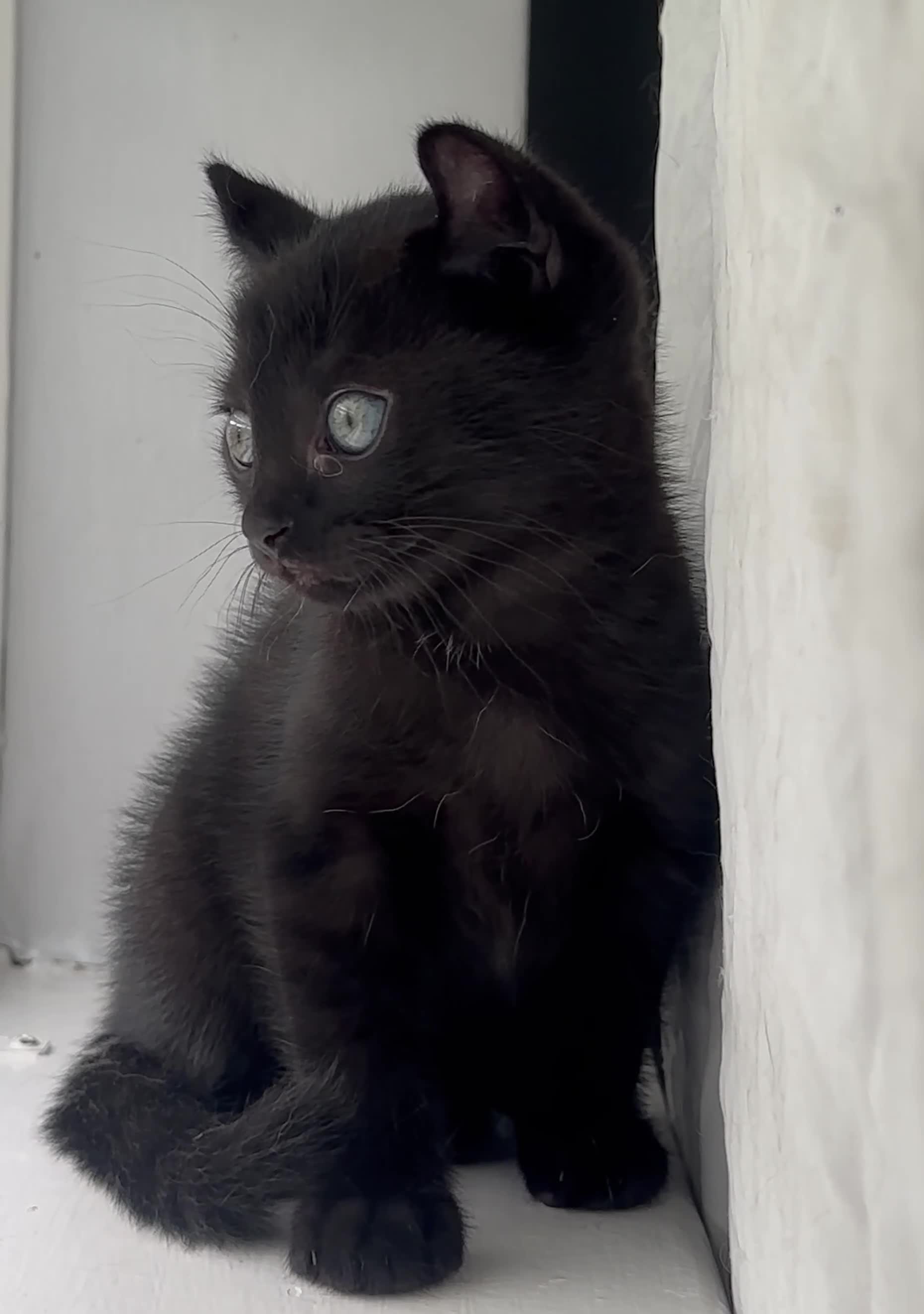 Mixed Breed cats for sale: Female Black Curled Eared, Sphynx X Tabby Kitten  - Video 1