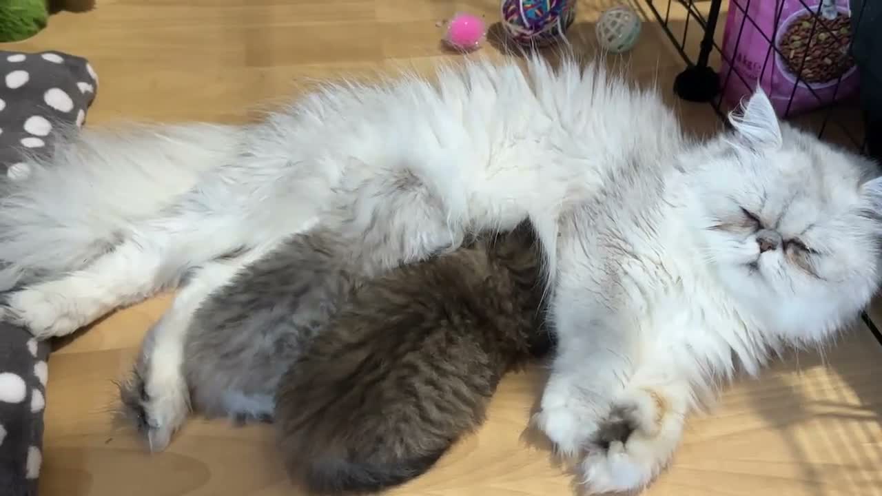 Persian cats for sale: Stunning Persian chinchilla kittens  - Video 1