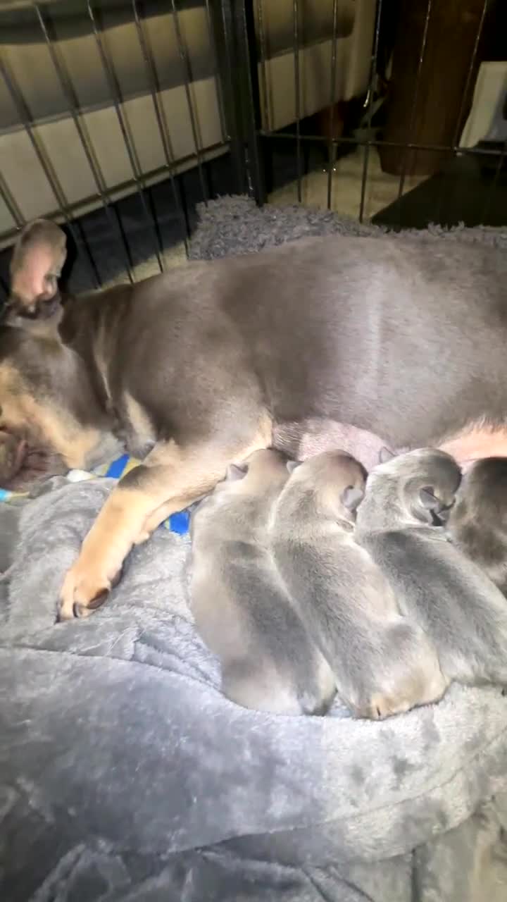 French Bulldog dogs for sale: ⭐️Champion bloodline KC registered French Bulldog - Video 1