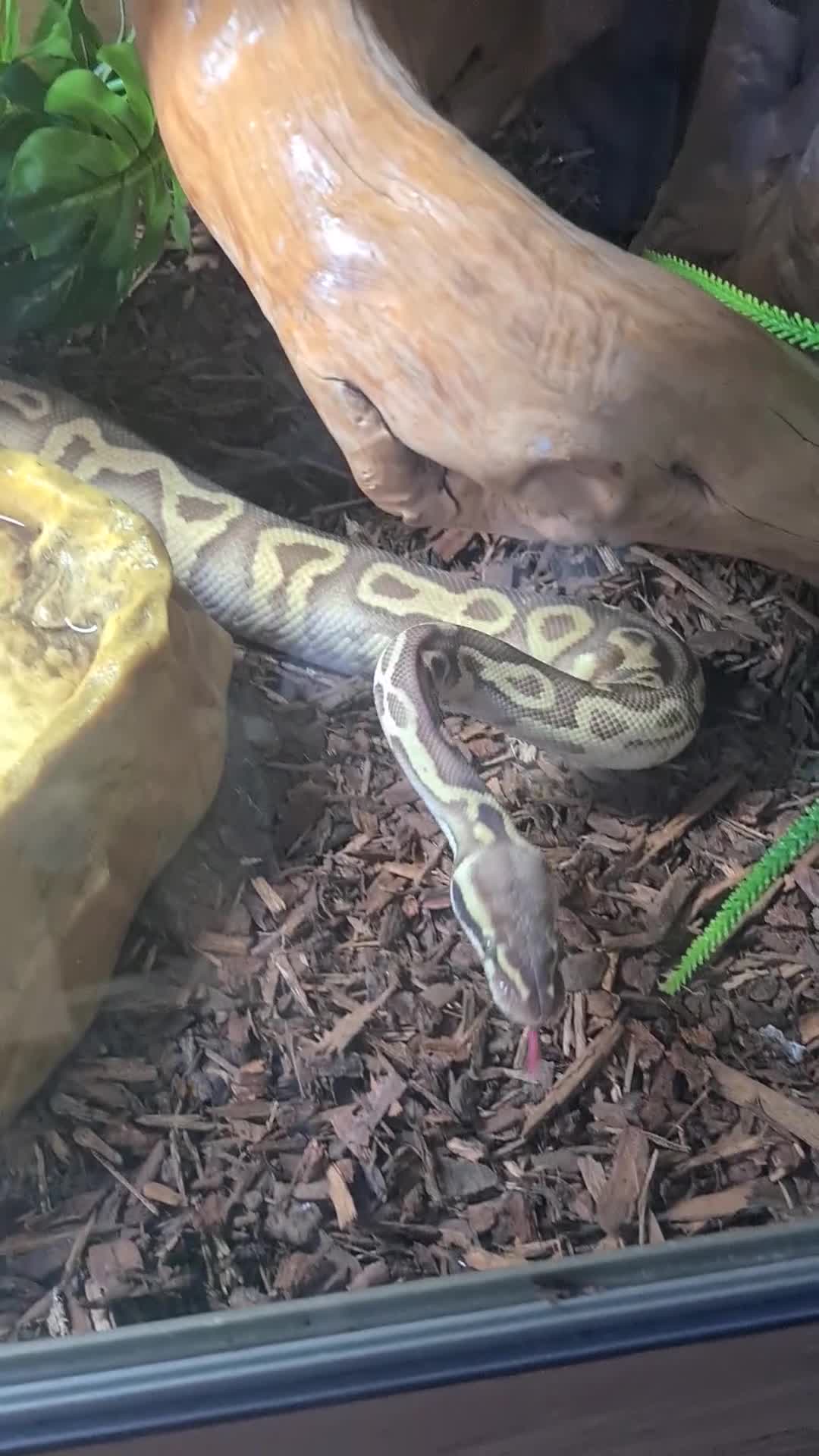 Python Snake reptiles for sale: Pastel leopard ball python  - Video 1