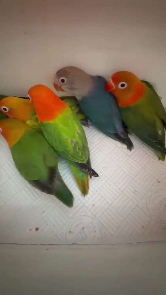 Lovebirds birds for sale: 🌟Baby Love birds | 7 weeks old | Hand Fed in York - Video 1