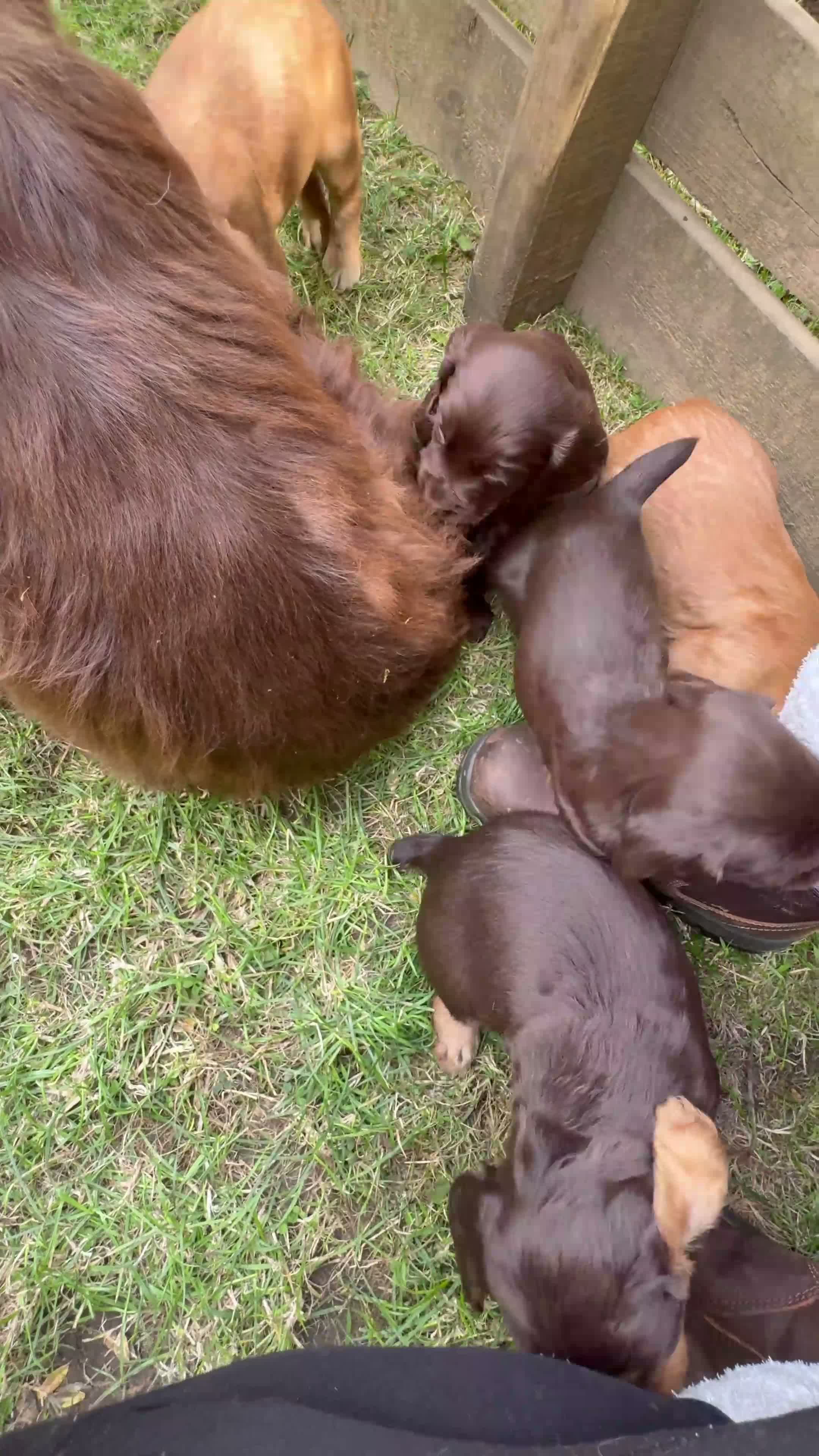 Cocker Spaniel dogs for sale: Working Cocker Spaniel Puppies in Thirsk - Video 3