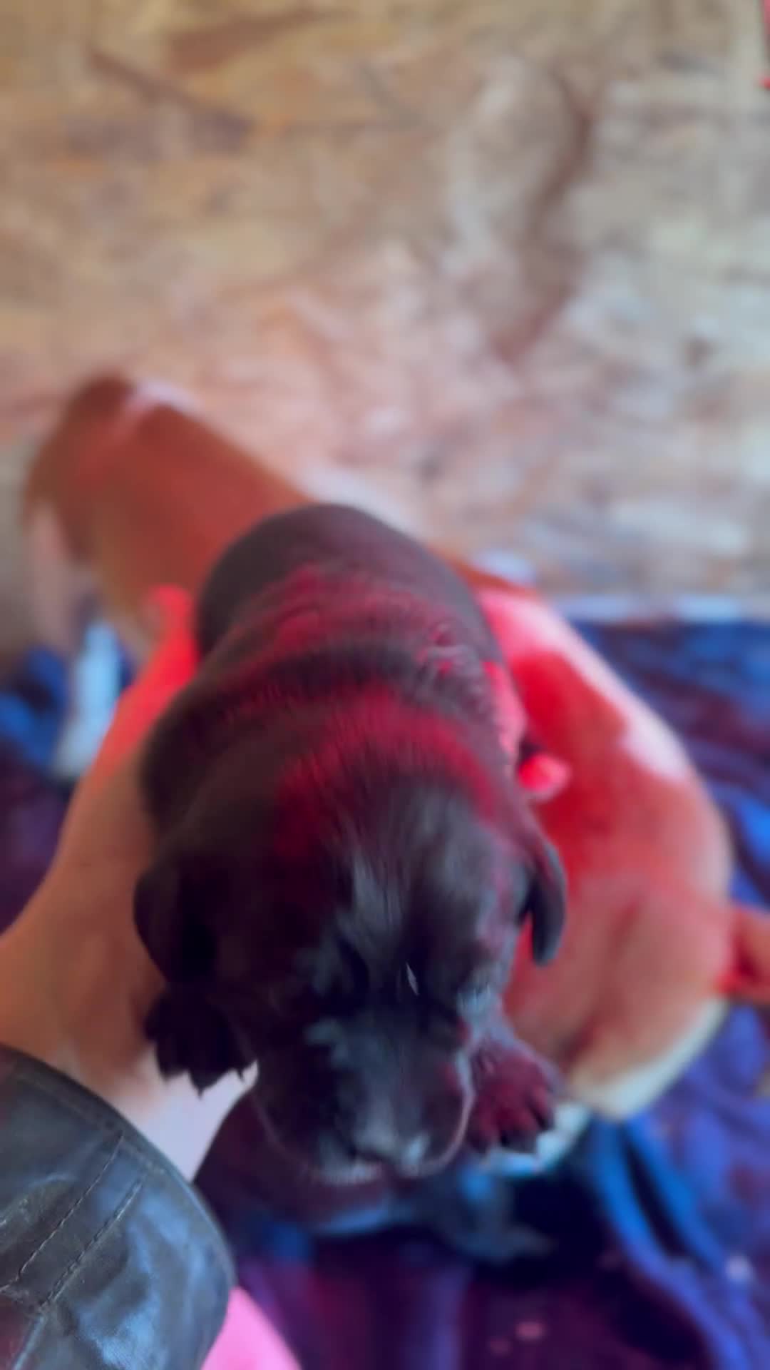 Mixed Breed dogs for sale: 4 beautiful spaniel X jack russel pups ❤️ - Video 2