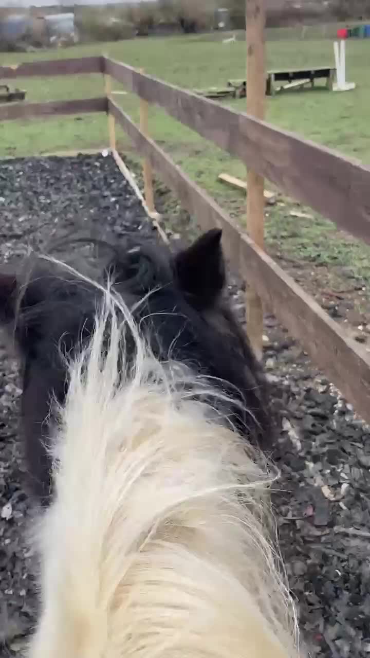 Irish Cob horses for sale: 14.2 5 year old mare in Stamford - Video 1