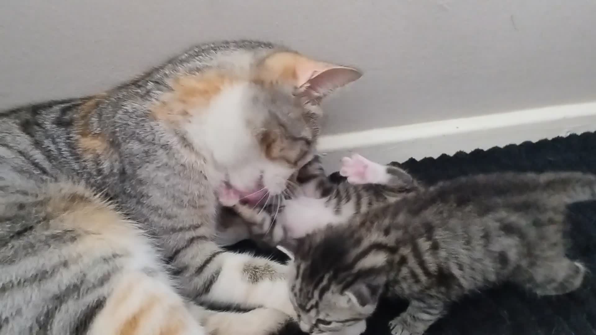 Mixed Breed cats for sale: Stunning Torbie girl ready to leave now  - Video 2