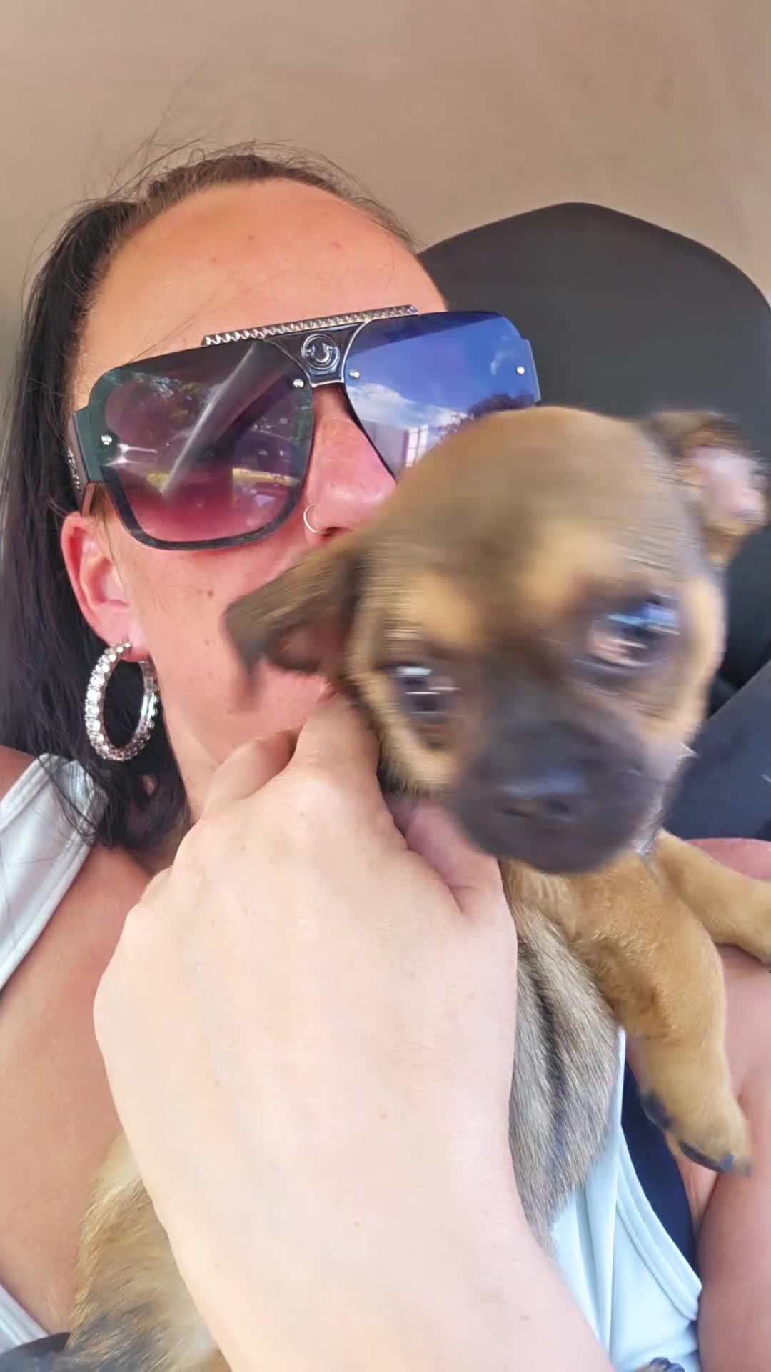 Chug dogs for sale: Brown/black chug  - Video 2