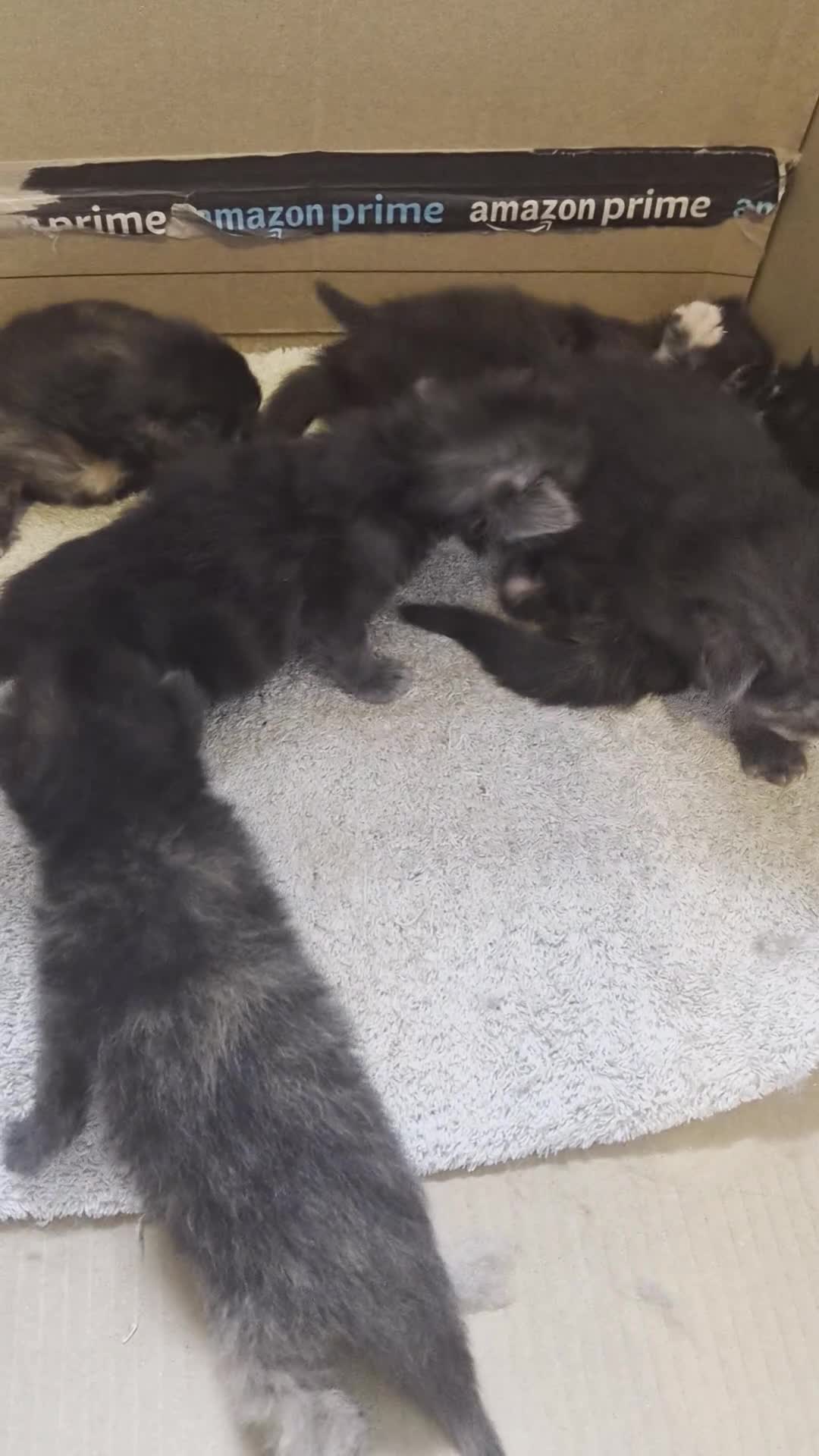 Mixed Breed cats for sale: Maine coon x tortoiseshell tabby - Video 1