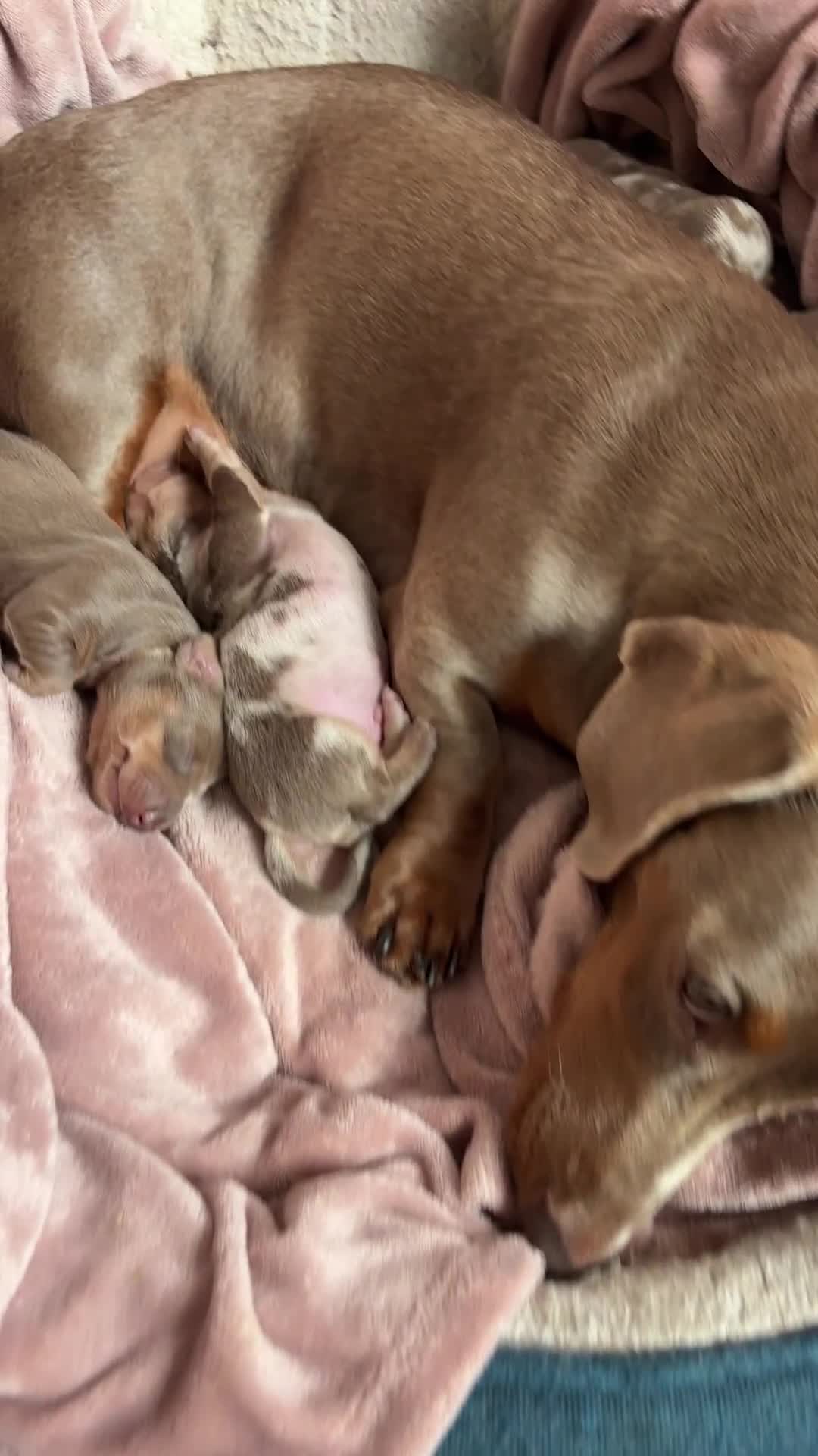 Dachshund dogs for sale: Isabelle and tan dachshund pups  - Video 2