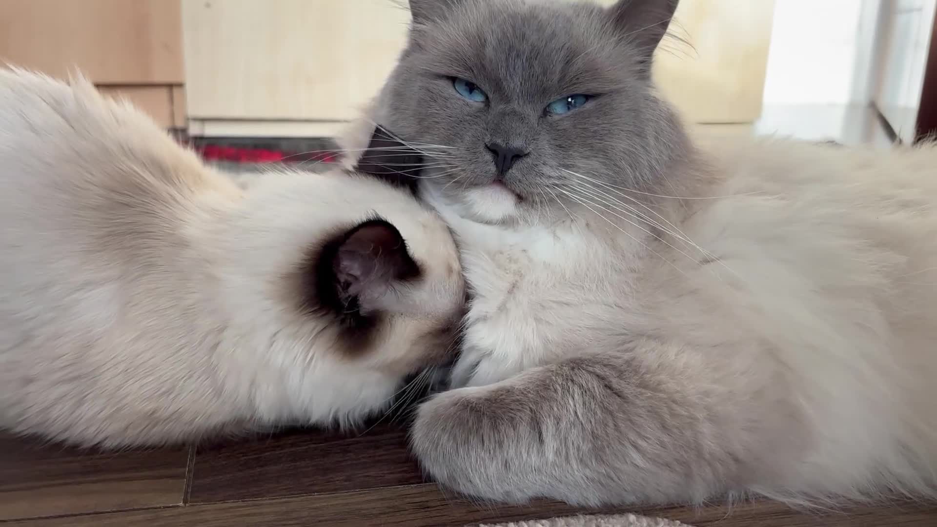 Ragdoll cats for sale: Pure Fluffy Ragdoll kittens - Video 1