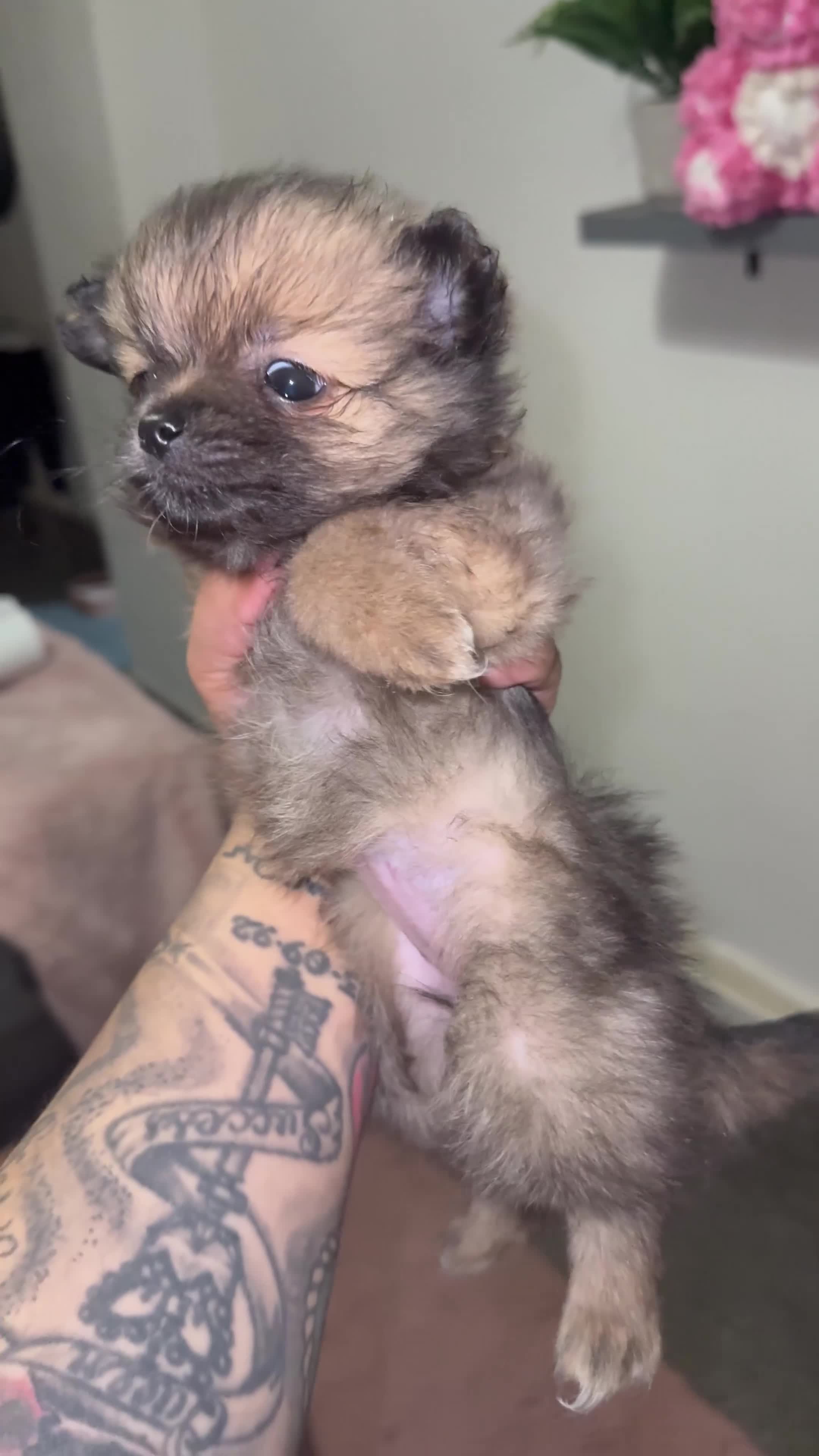 Pomeranian dogs for sale: 4 beautiful Pomeranian pups for sale! - Video 1