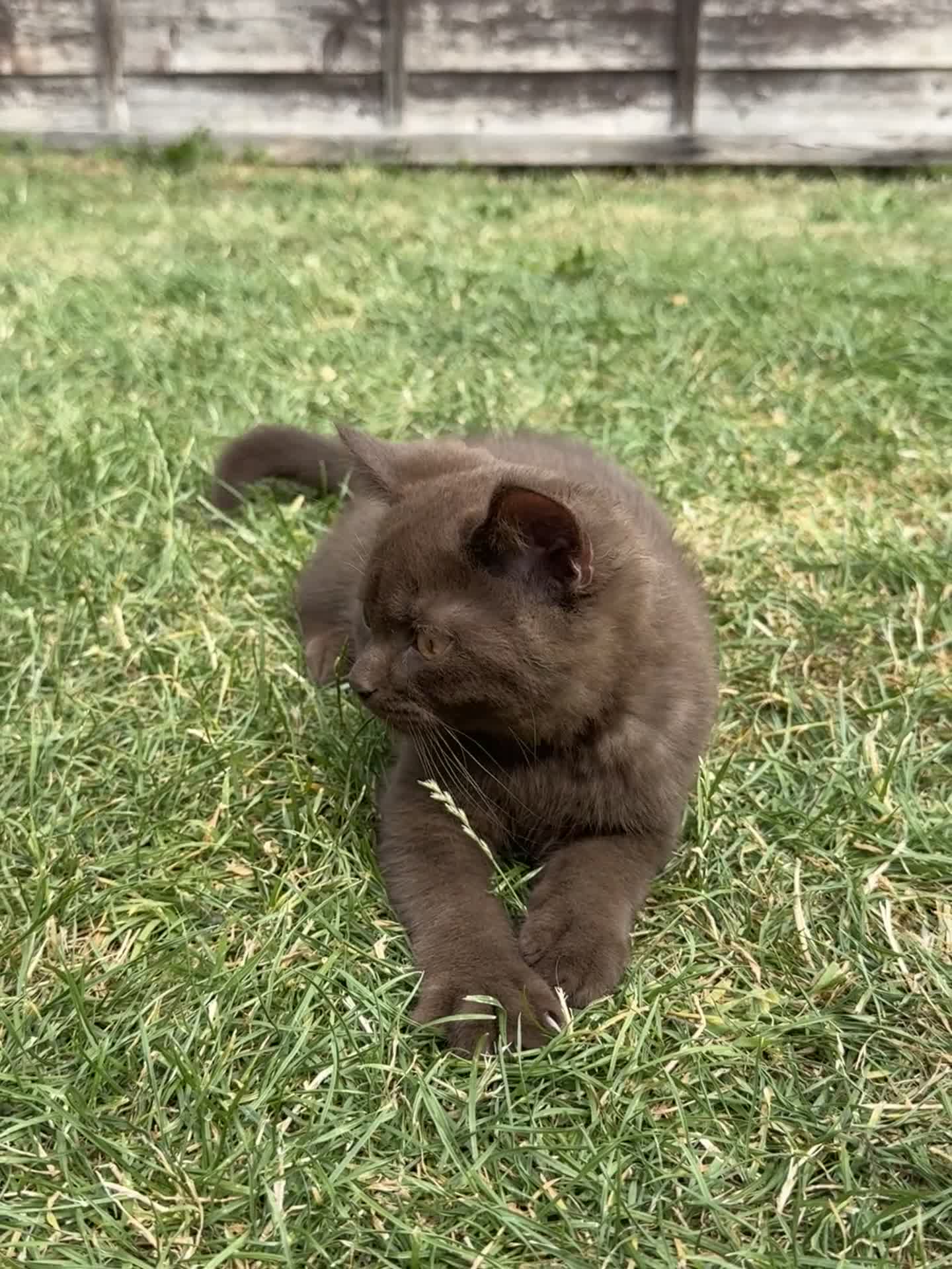 British Shorthair cats for sale:  British Brown and Liliac shorthair Kittens  - Video 5
