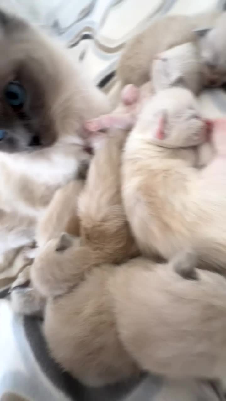 Ragdoll cats for sale: 6 ragdoll kittens - Video 3