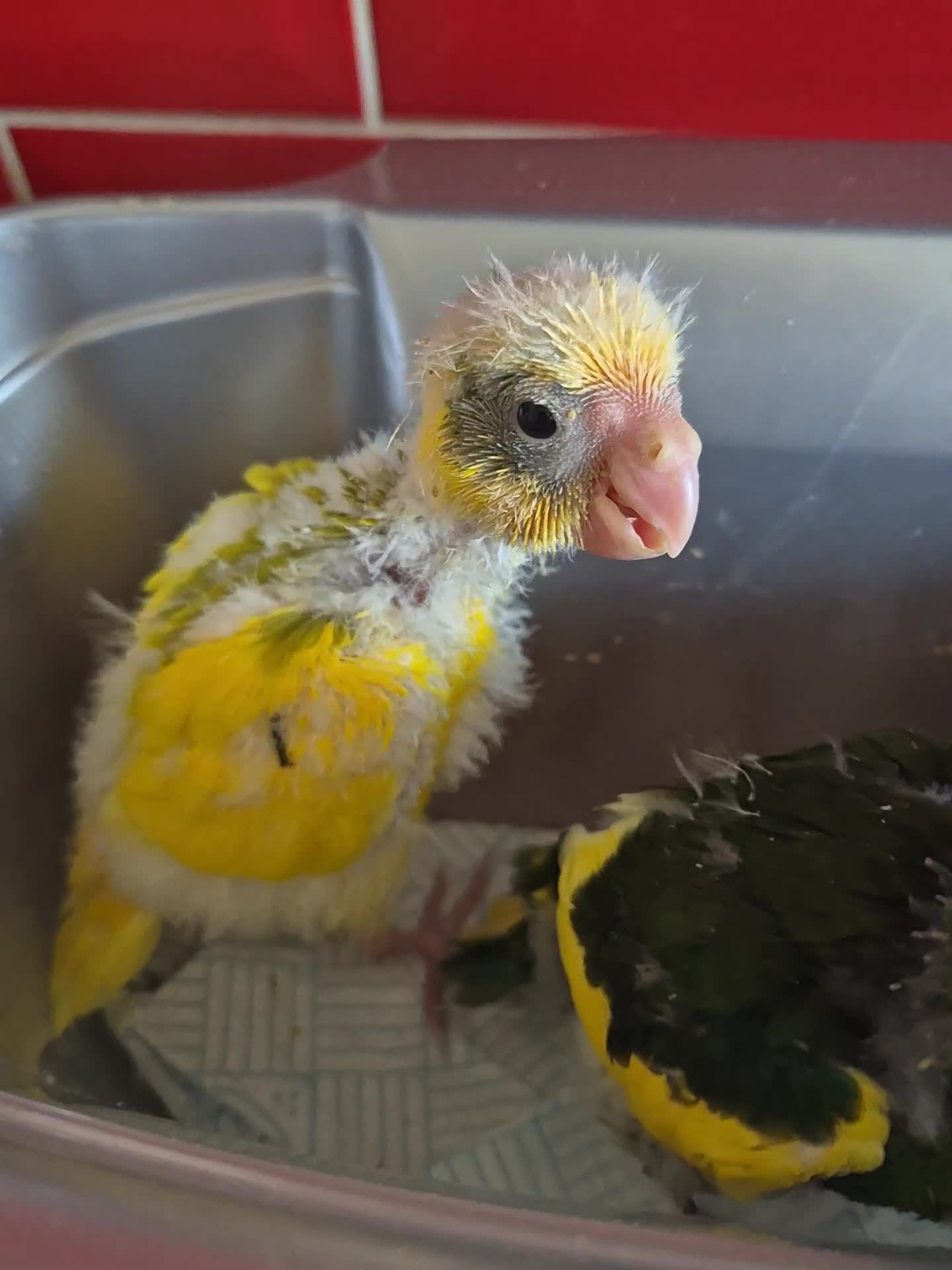 Parakeets birds for sale: Kakariki Parakeets  - Video 3