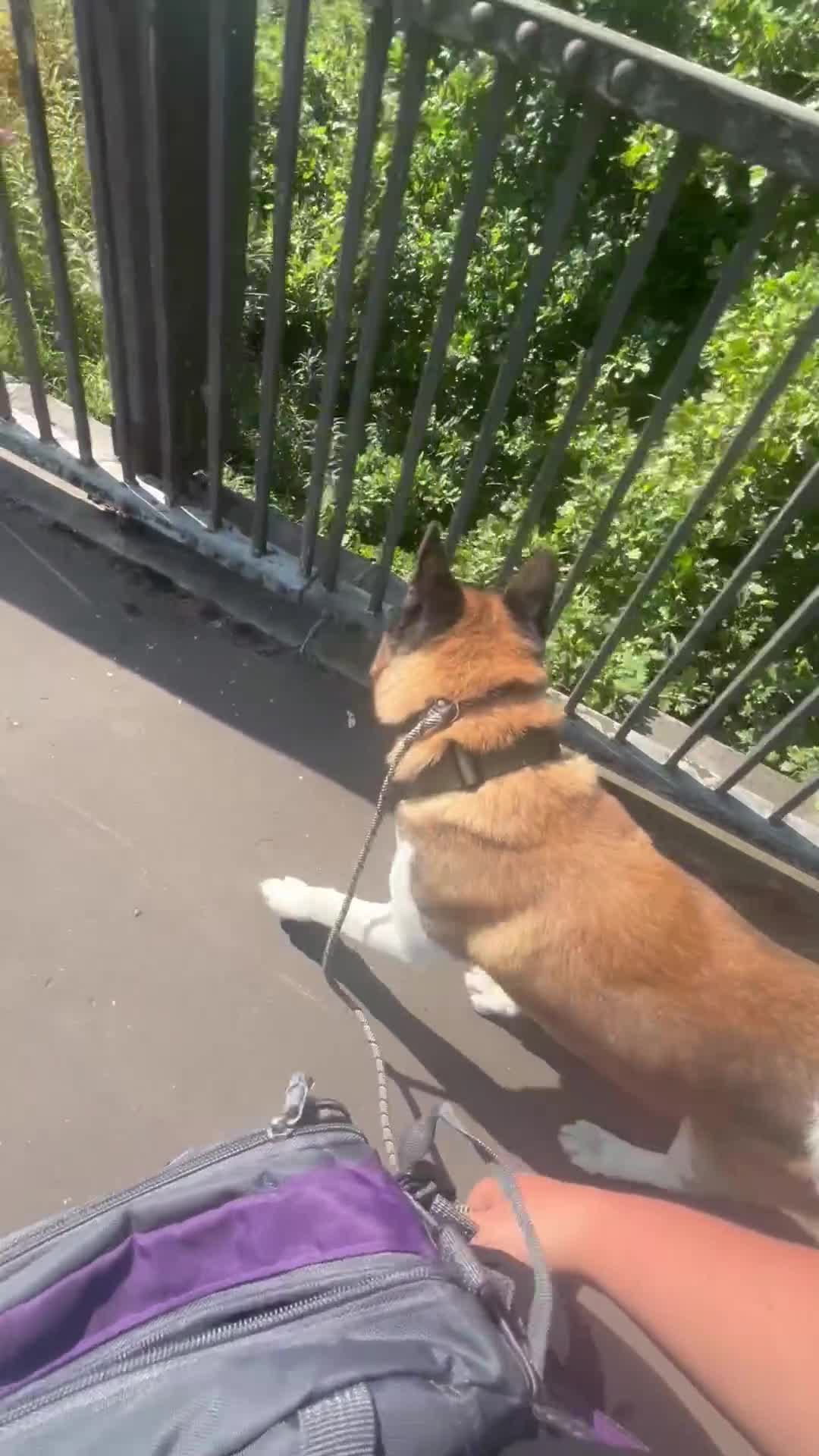 Akita dogs for stud: American Akita Stud - Video 1