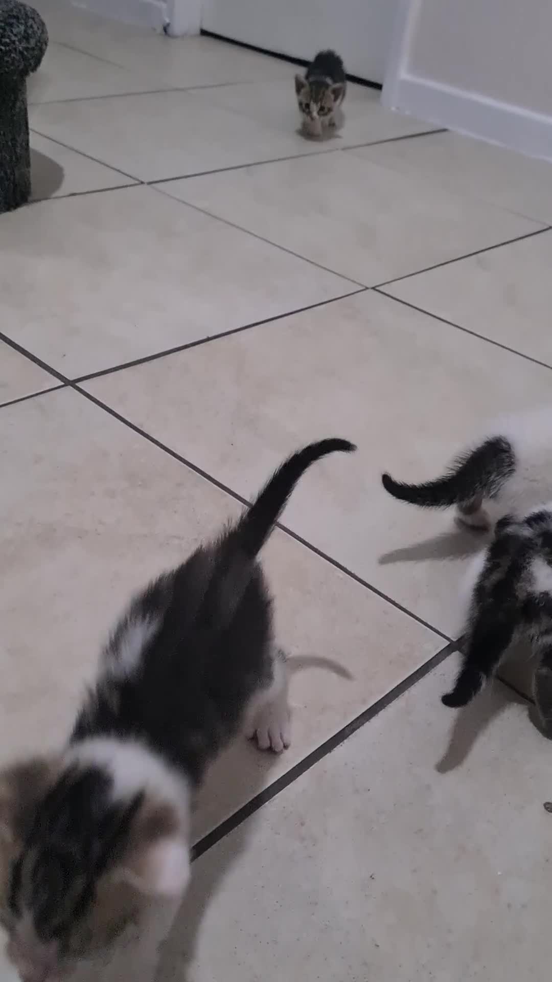 Aegean cats for sale: Kittens in Burnley - Video 1