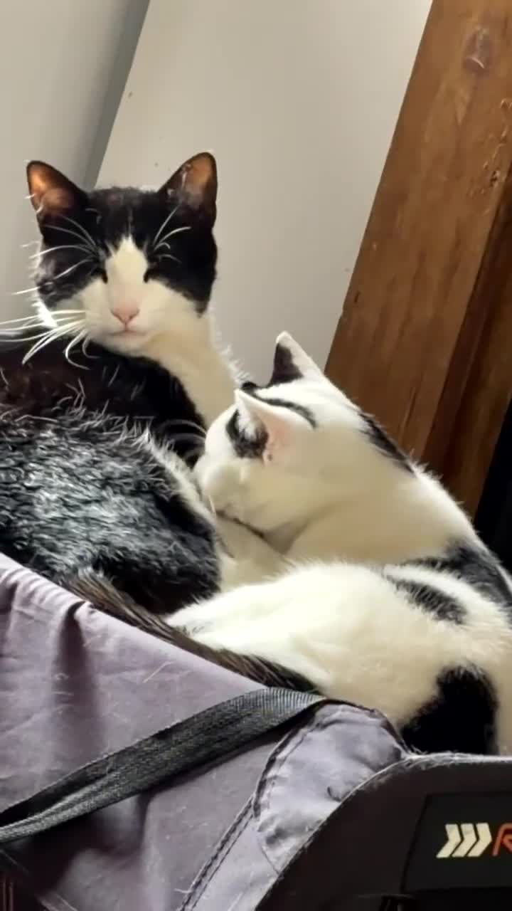 Mixed Breed cats for sale: 3 Indoor Cats  in Coalville - Video 1