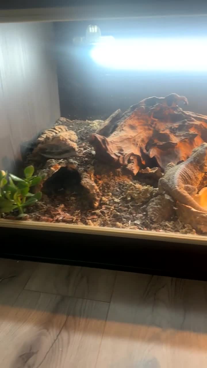 Bearded Dragon reptiles for sale: lovely Male bearded dragon in Aberdeen - Video 1