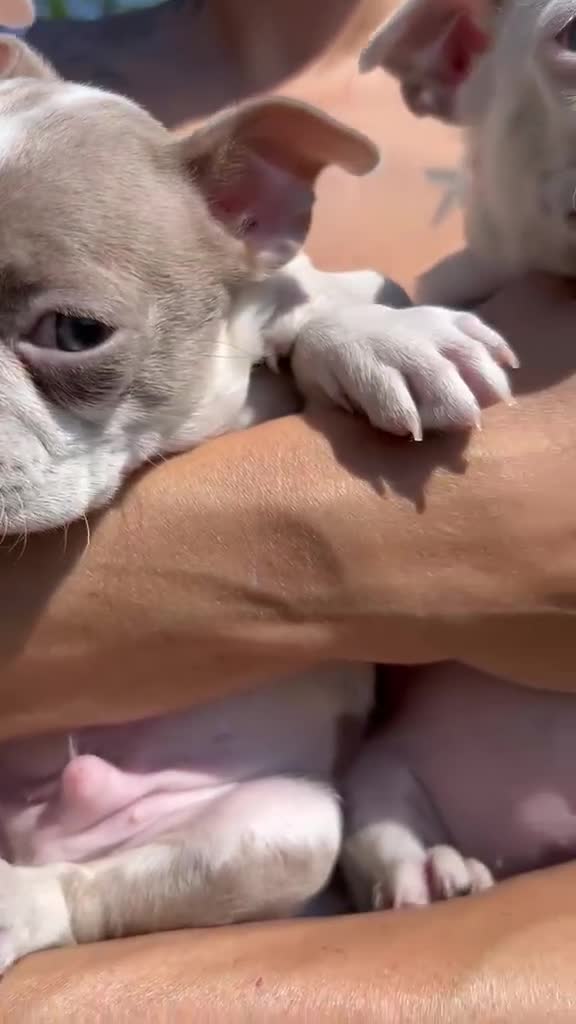 Boston Terrier dogs for sale: 7 KC registered Boston terrier pups  - Video 3