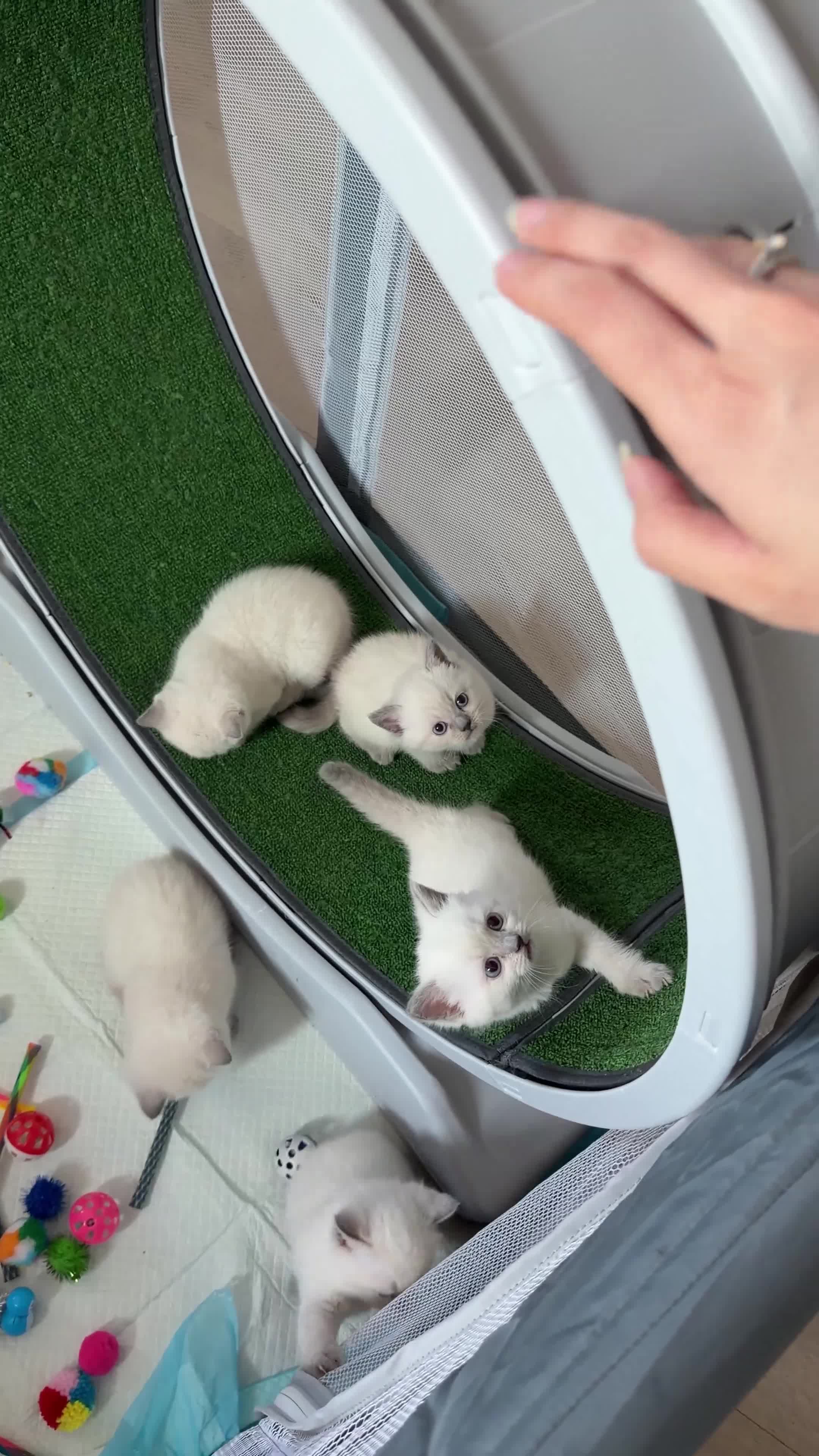 Mixed Breed cats for sale: Beautiful Ragdoll x British Shorthair Kittens - Video 1