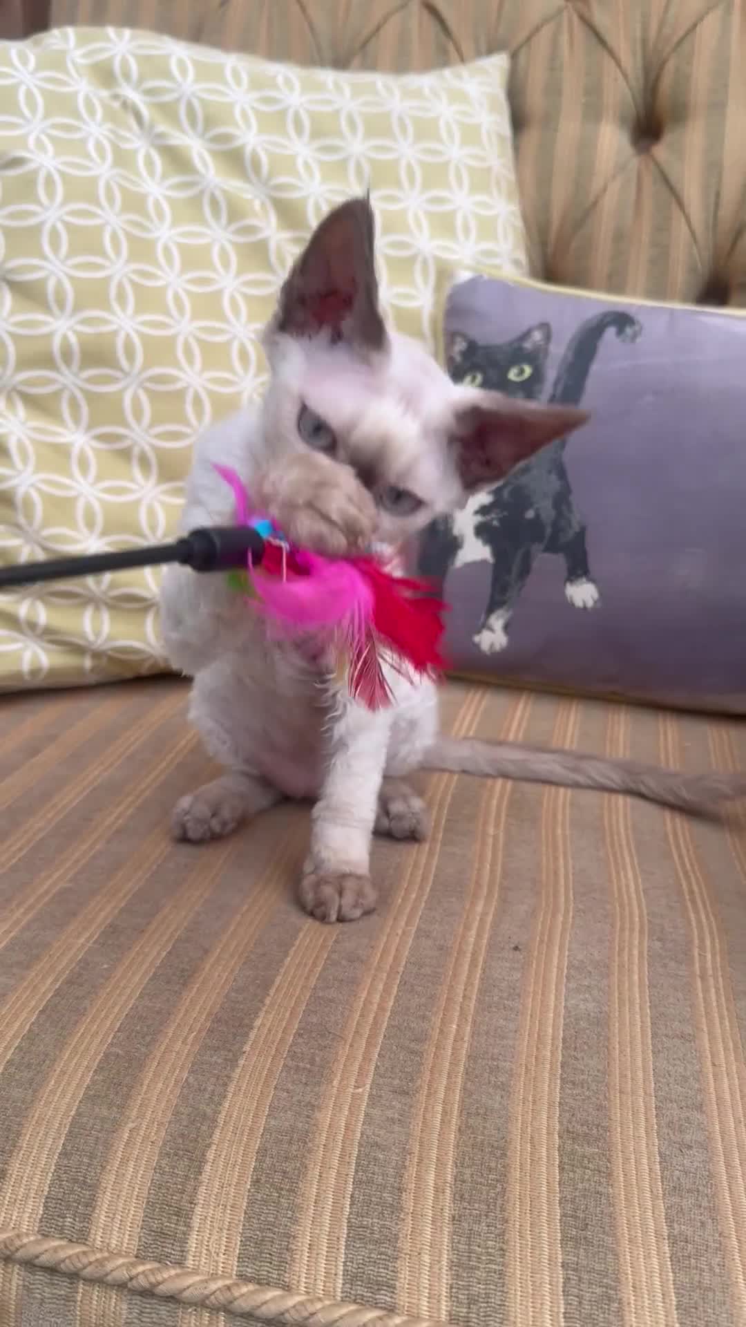 Devon Rex cats for sale: Beautiful GCCF registered girls  - Video 2
