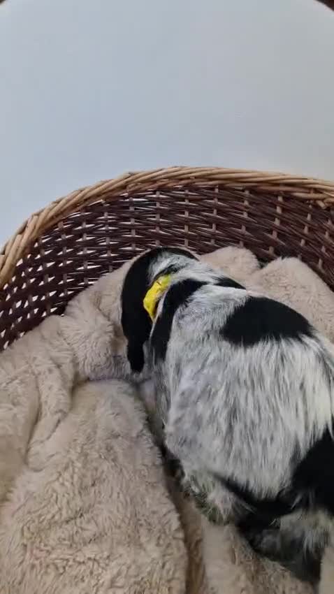 Cocker Spaniel dogs for sale: Outstanding KC registered cocker Spaniel puppies. - Video 2