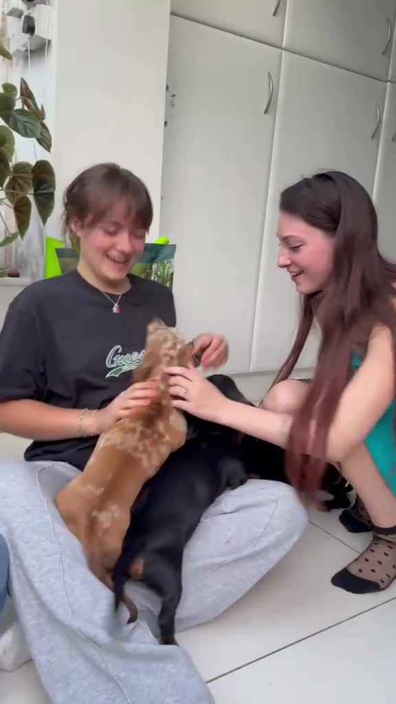 Dachshund dogs for sale: ****PRICE DROP FOR THE REMAINING 4 PUPS**** - Video 1