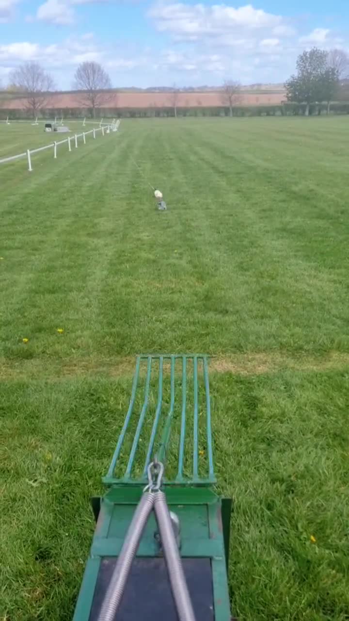 Whippet dogs for sale: Whippet x Greyhound in Atherstone - Video 1