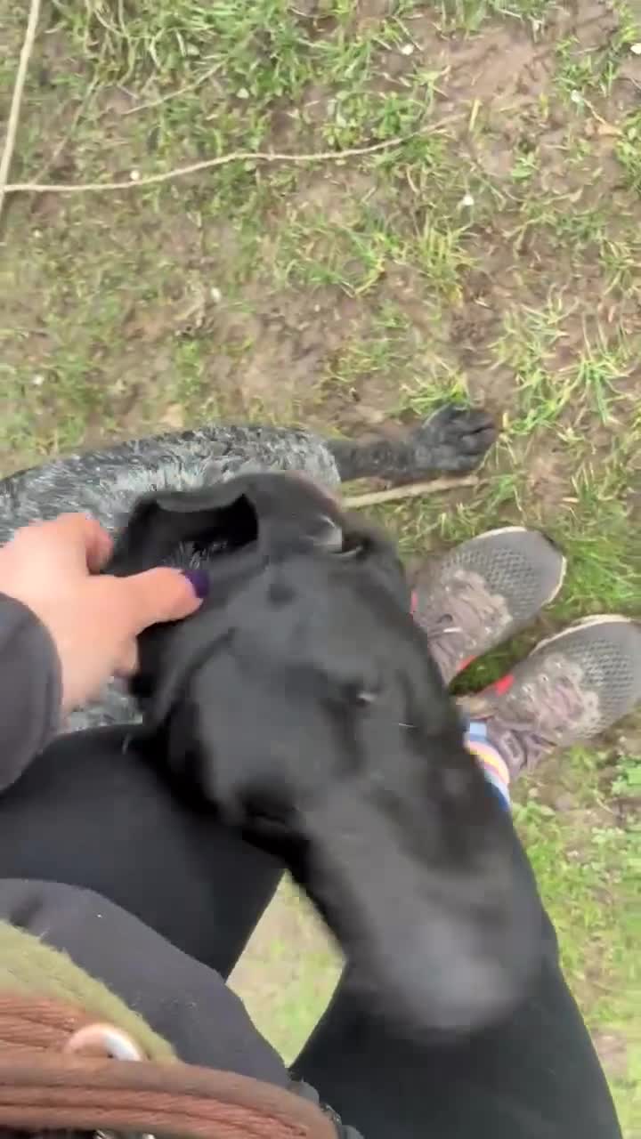 Pointer dogs for adoption: Hope is looking for her forever home  - Video 3