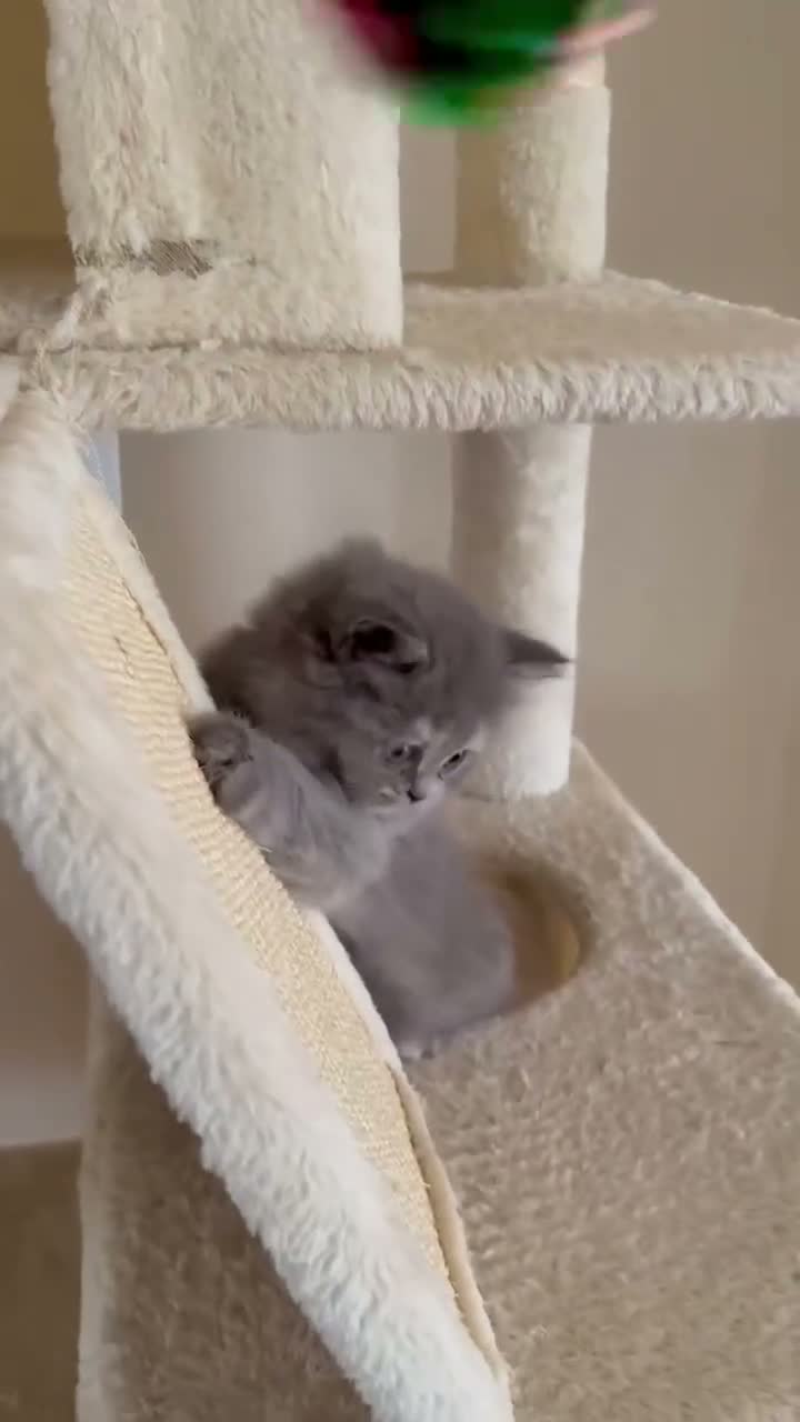 British Longhair cats for sale: Gorgeous fluffy british longhair girl - Video 1