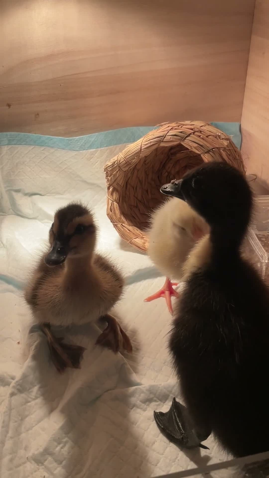 Chickens poultry for sale: Indian runner ducks and chicks available soon! - Video 2