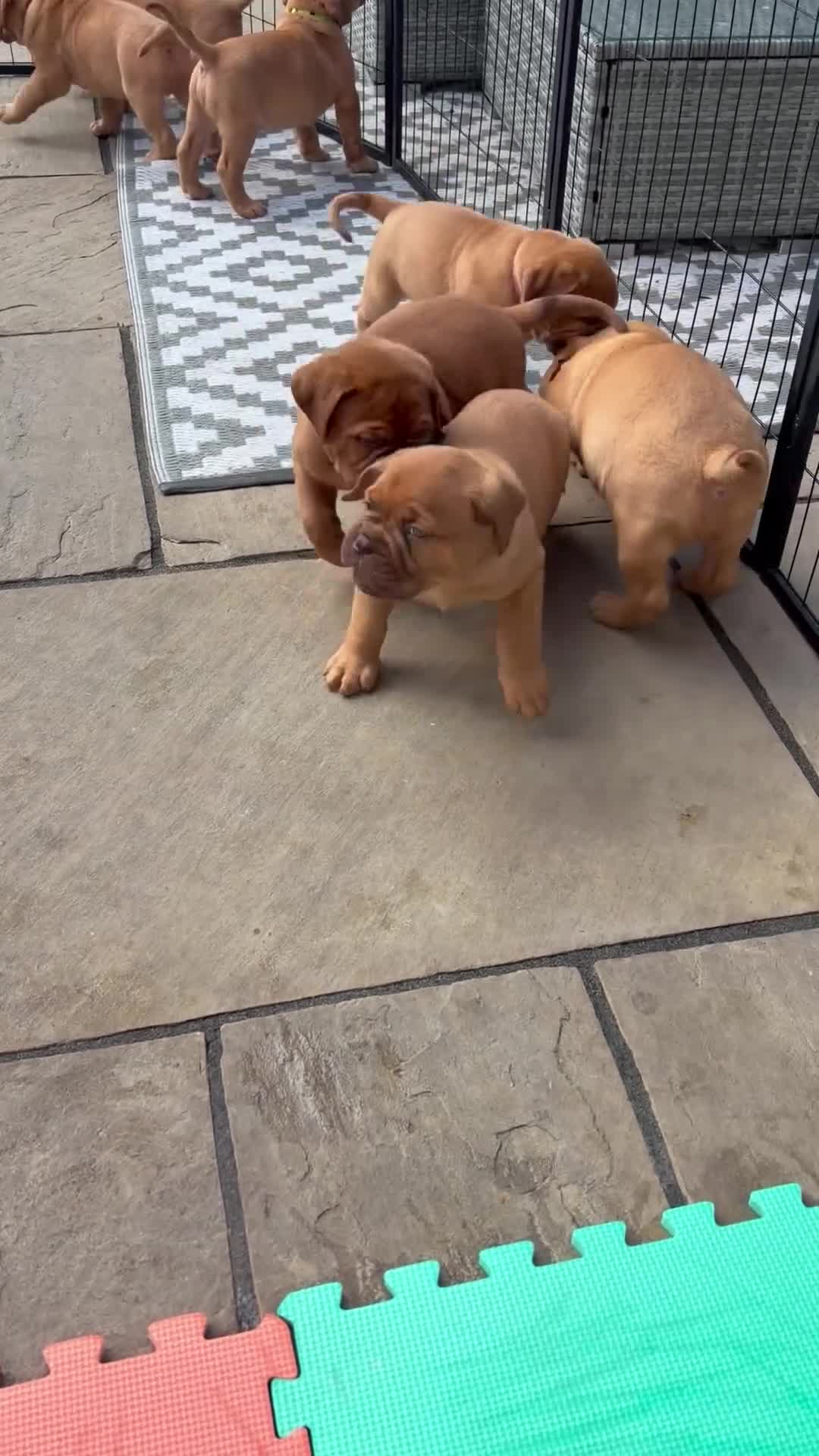 Dogue De Bordeaux dogs for sale: Stunning KC Dogue de Bordeaux Puppies - Video 5