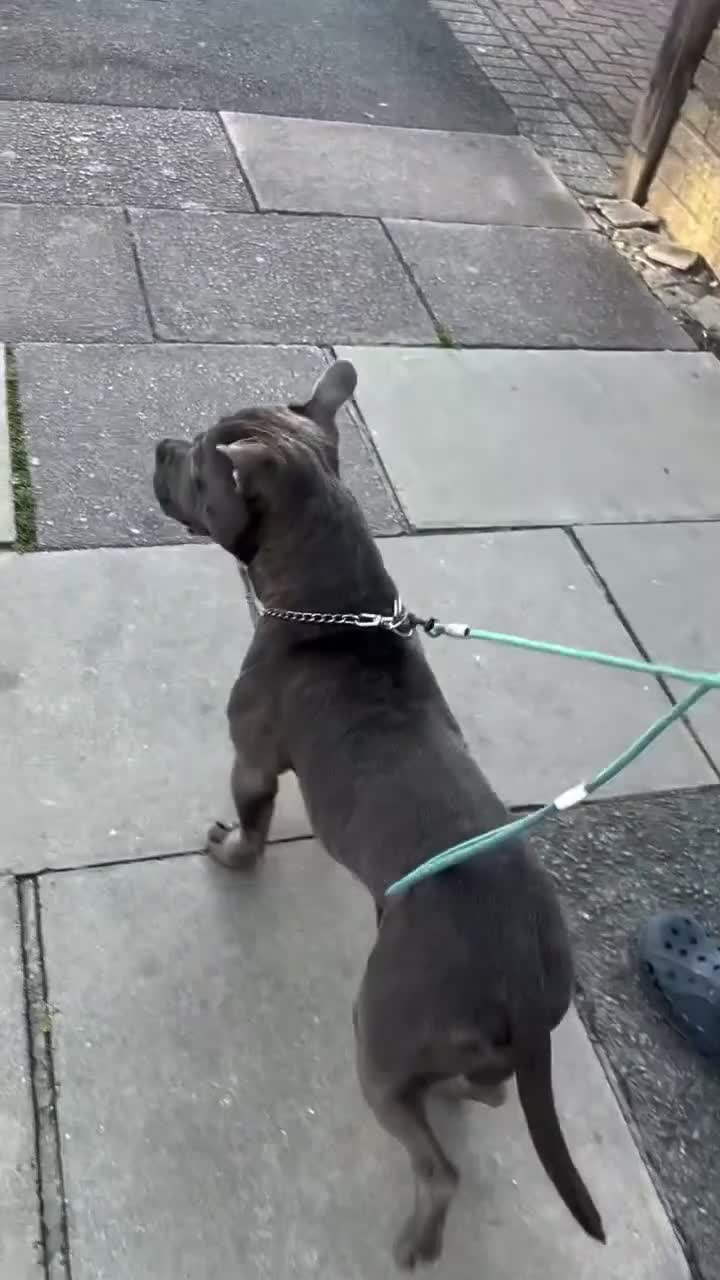 Staffordshire Bull Terrier dogs for stud: ‼️Staffordshire Bull Terrier For Stud‼️ in Harrow - Video 3