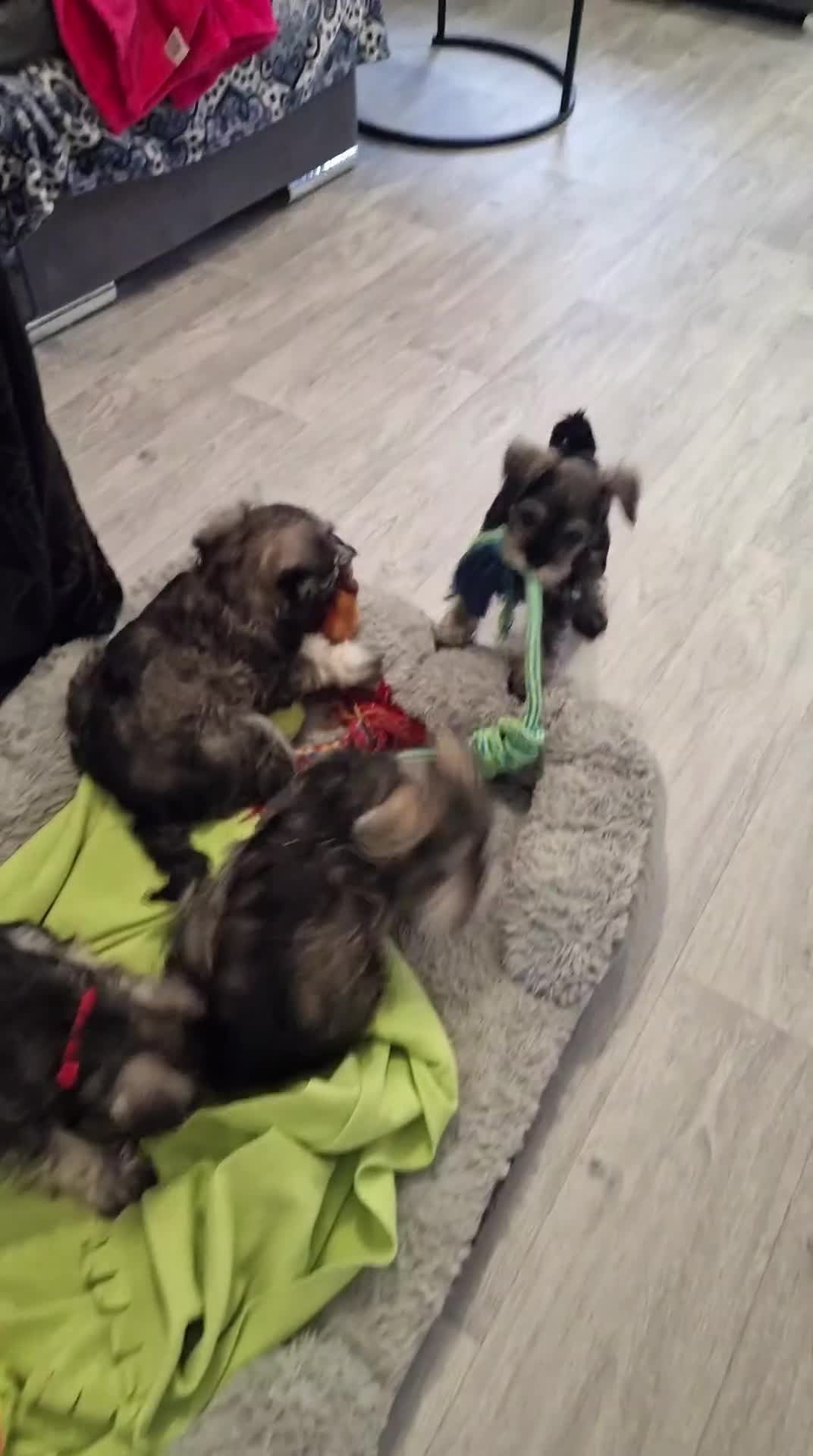 Miniature Schnauzer dogs for sale: 4 miniature schnauzers girls in Norwich - Video 1