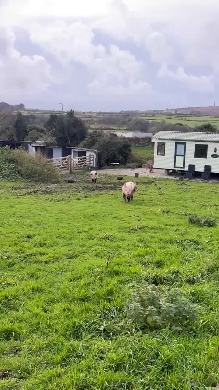 Pig livestock for sale: FRANKIE AND MIDGE THE PIGS in Redruth - Video 1