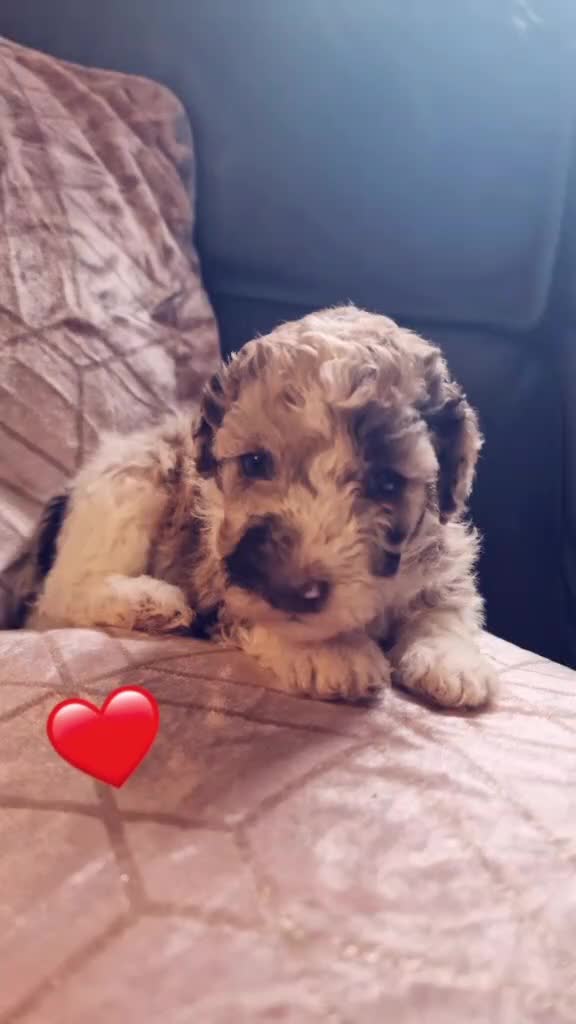 Miniature Poodle dogs for sale: Parti/abstract/merle - Video 2