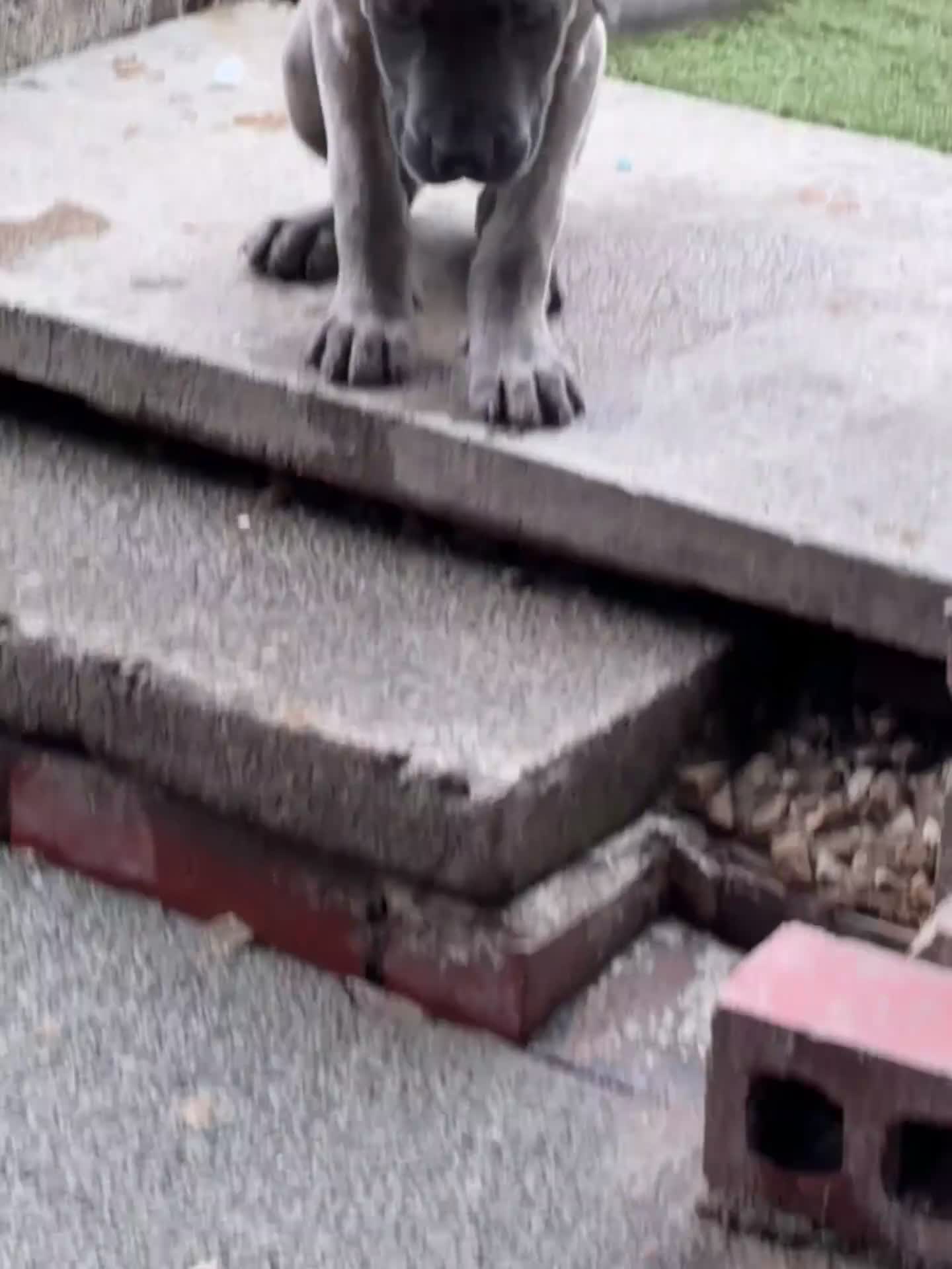 Cane Corso dogs for sale: Reduced!  2 Adorable Cane Corso Puppies 🐶🐾🐾 - Video 1