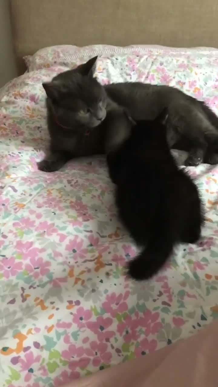 Mixed Breed cats for sale: Cute kittens for sale - Video 2