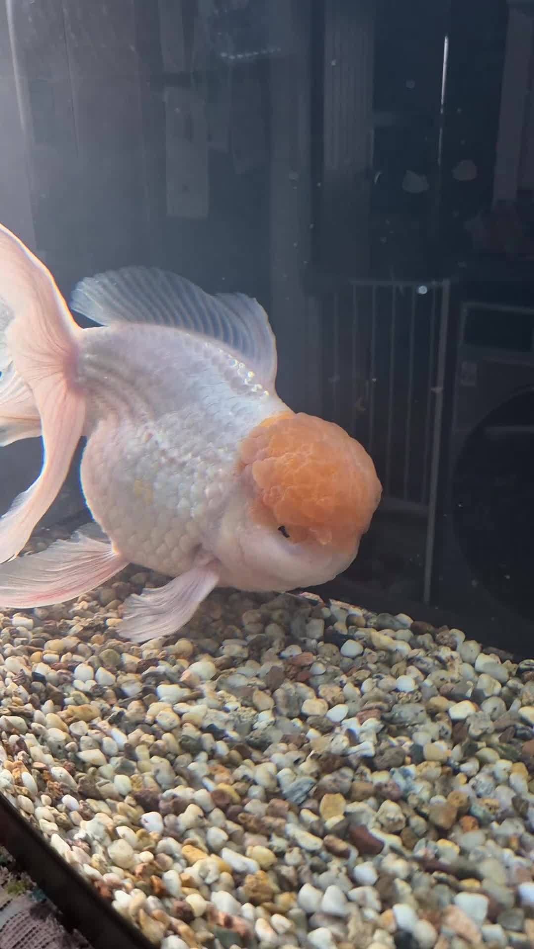 Fancy Goldfish fish for sale: GIANT ORANDA - Video 1