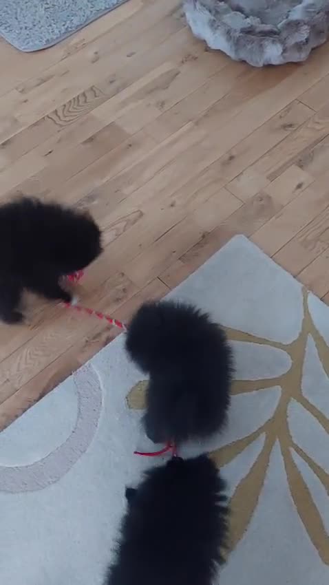 Pomeranian dogs for sale: Pomeranians - Video 1